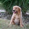 Image of Haven, a Golden Retriever puppy