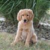 Image of Haven, a Golden Retriever puppy