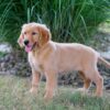 Image of Haven, a Golden Retriever puppy
