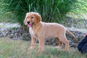 Image of Haven, a Golden Retriever puppy