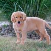 Image of Haven, a Golden Retriever puppy