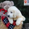 Image of Haven, a Golden Retriever puppy