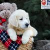 Image of Haven, a Golden Retriever puppy