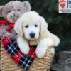 Image of Haven, a Golden Retriever puppy
