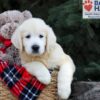 Image of Haven, a Golden Retriever puppy