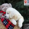 Image of Haven, a Golden Retriever puppy