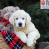 Image of Haven, a Golden Retriever puppy