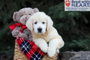 Image of Haven, a Golden Retriever puppy