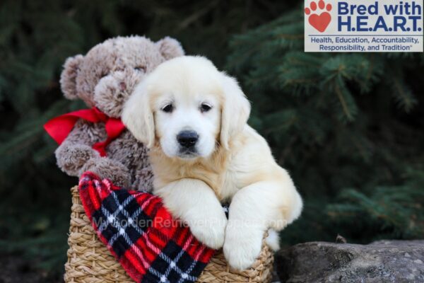 Image of Haven, a Golden Retriever puppy