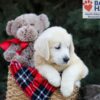 Image of Haven, a Golden Retriever puppy