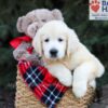 Image of Haven, a Golden Retriever puppy