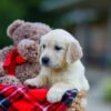 Image of Hayley, a Golden Retriever puppy