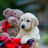 Image of Hayley, a Golden Retriever puppy