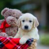 Image of Hayley, a Golden Retriever puppy