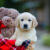 Image of Hayley, a Golden Retriever puppy