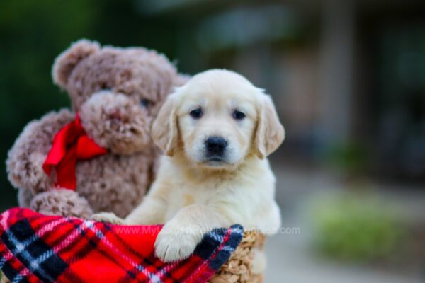 Image of Hayley, a Golden Retriever puppy