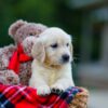 Image of Hayley, a Golden Retriever puppy