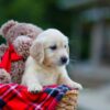 Image of Hayley, a Golden Retriever puppy