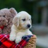 Image of Hayley, a Golden Retriever puppy