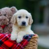 Image of Hayley, a Golden Retriever puppy