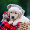 Image of Heidi, a Golden Retriever puppy