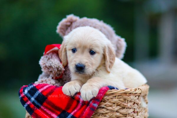 Image of Heidi, a Golden Retriever puppy