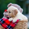 Image of Heidi, a Golden Retriever puppy