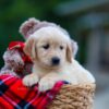 Image of Heidi, a Golden Retriever puppy