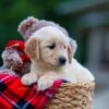 Image of Heidi, a Golden Retriever puppy
