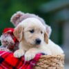 Image of Heidi, a Golden Retriever puppy