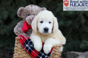 Image of Helen, a Golden Retriever puppy