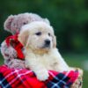 Image of Honey, a Golden Retriever puppy