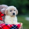 Image of Honey, a Golden Retriever puppy