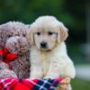 Image of Honey, a Golden Retriever puppy