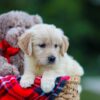Image of Honey, a Golden Retriever puppy