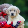 Image of Honey, a Golden Retriever puppy