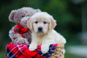 Image of Honey, a Golden Retriever puppy