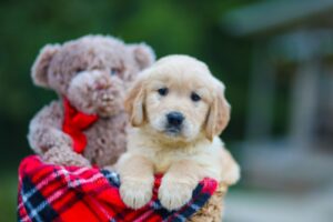 Image of Hope, a Golden Retriever puppy