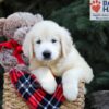 Image of Horace, a Golden Retriever puppy