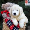 Image of Horace, a Golden Retriever puppy