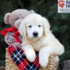 Image of Horace, a Golden Retriever puppy