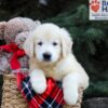 Image of Horace, a Golden Retriever puppy