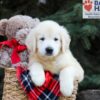 Image of Horace, a Golden Retriever puppy