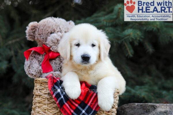 Image of Horace, a Golden Retriever puppy