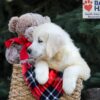 Image of Horace, a Golden Retriever puppy