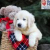 Image of Horace, a Golden Retriever puppy