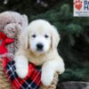 Image of Horace, a Golden Retriever puppy
