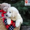 Image of Horace, a Golden Retriever puppy