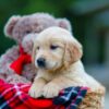 Image of Hudson, a Golden Retriever puppy