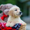 Image of Hudson, a Golden Retriever puppy